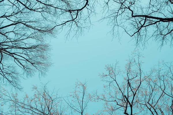 Trees view from above with blue sky. Structure of branches of trees in the spring