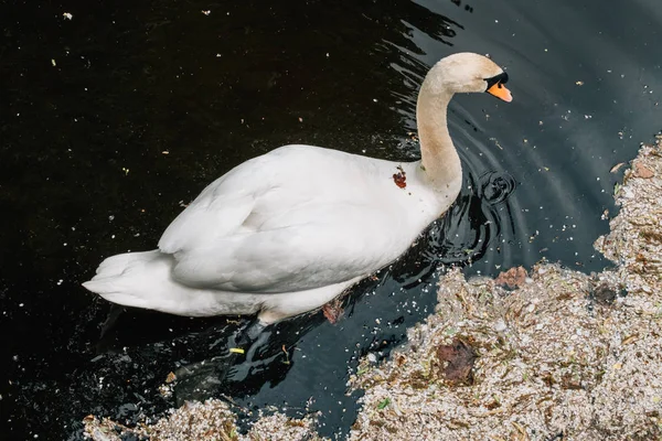 Lindo Cisne Ambiente Sucio Aves Acuáticas Contaminación Río Concepto Medioambiental — Foto de Stock