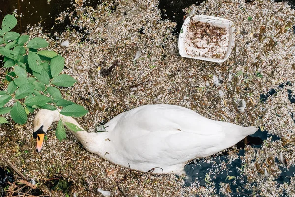 Cygne Mignon Environnement Sale Oiseaux Aquatiques Pollution Dans Rivière Concept — Photo