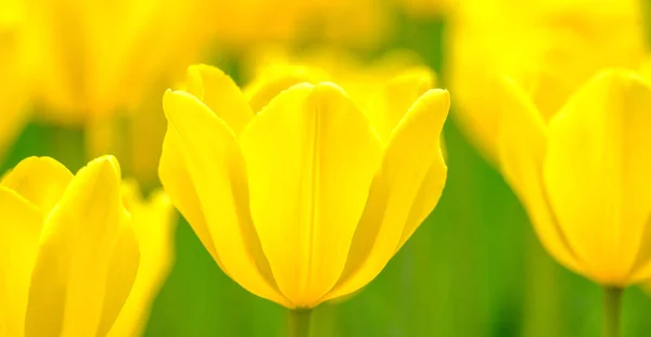 Skupina Barevné Tulipány Tulipán Květ Slunci — Stock fotografie