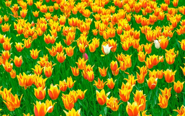 Group of colorful tulips. Flower tulip in sunlight