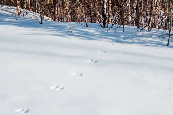Traces of hare on snow cover. Forest on snowy horizon — Stock Image Traces Hare Snow Cover Forest Snowy Horizon Royalty Free Stock Images