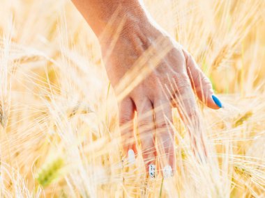Kadın el altın buğday dokunmadan