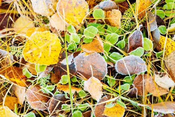 Horní pohled na mráz pokrývající suché listí — Stock fotografie