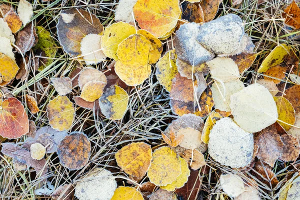 Blick von oben auf Frost, der trockene Blätter bedeckt — Stockfoto