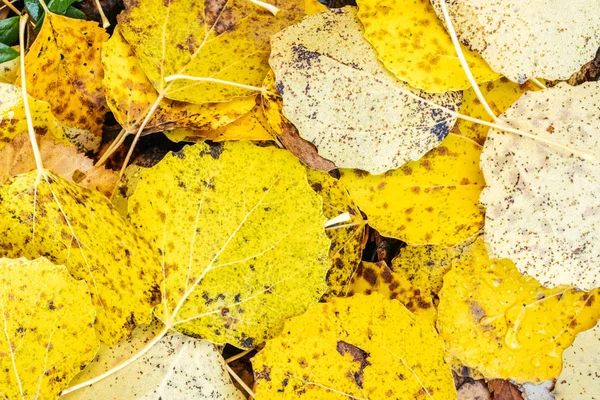 Hintergrundbild gefallener Herbstblätter — Stockfoto