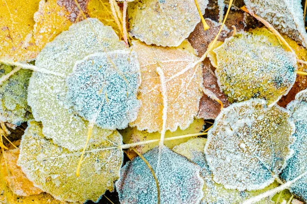 Vista superior de heladas cubriendo hojas secas — Foto de Stock