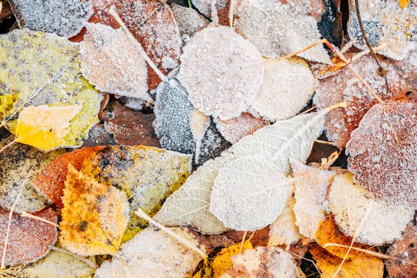 Blick von oben auf Frost, der trockene Blätter bedeckt — Stockfoto