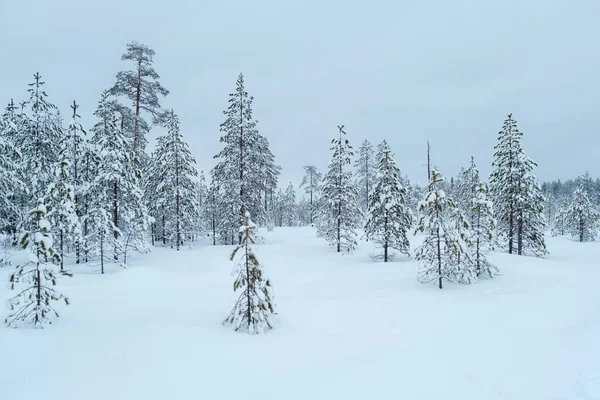 Winter beautiful landscape with trees covered with hoarfrost. New Year and Christmas concept with snowy background