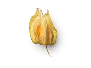Beyaz arka planda Physalis izole. Altın böğürtlen manzarası