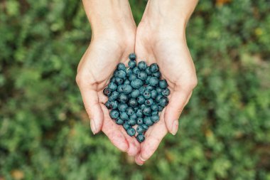 Kadın elleri olgun yaban mersini topluyor. Avuç dolusu böğürtlen ile yakın çekim
