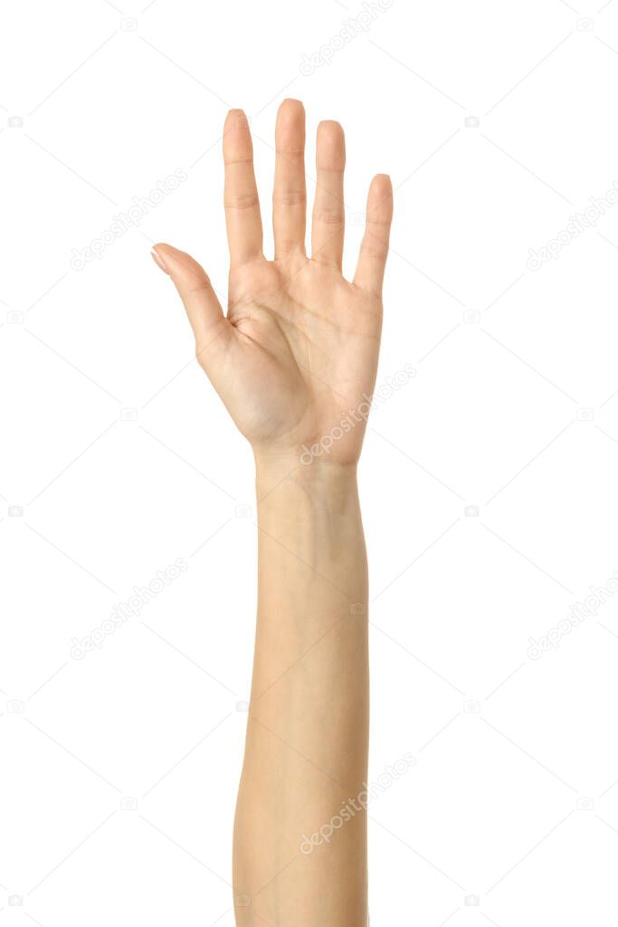Raised hand voting or reaching. Woman hand with french manicure gesturing isolated on white background. Part of series