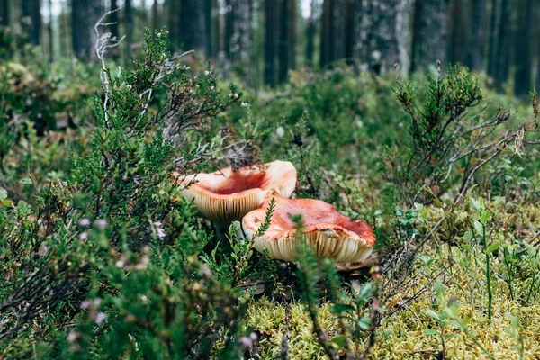 Cogumelo Russula Floresta Cogumelos Fungos Coloridos Vermelhos Brilhantes — Fotografia de Stock