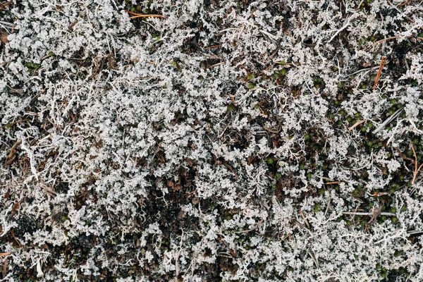 Streszczenie Szarego Tła Lasu Naturalny Wzór Organiczny — Zdjęcie stockowe