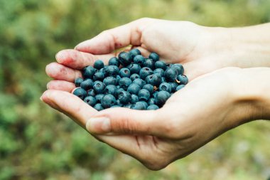 Avuç dolusu olgun yaban mersinli kadın elleri