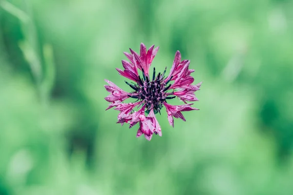 Brown Knapweed, también conocido como Brown-rayed Knapweed en verano — Foto de Stock