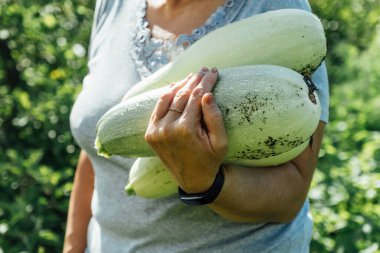 Yeşil bahçeye karşı kabak tutan kadınların elleri