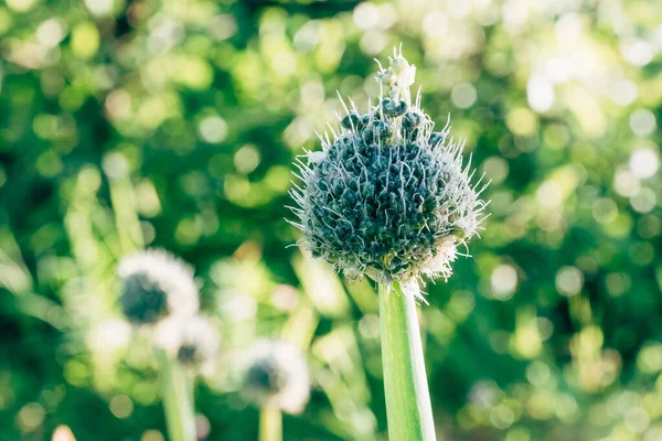 Cabezas de semillas de cebolla de primavera comestible en el jardín — Foto de Stock