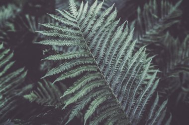 Fern yeşil Bush closeup makro yaprakları ve dalları ile retro vintage filtreleri tonda. Dokulu doğal yeşil arka plan. Hippi tarzı duvar kağıdı.