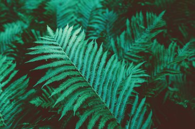 Fern yeşil Bush closeup makro yaprakları ve dalları ile retro vintage filtreleri tonda. Dokulu doğal yeşil arka plan. Hippi tarzı duvar kağıdı.