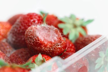 Closeup macro shot image of rotten strawberry with white large mold placed in plastic box container. clipart
