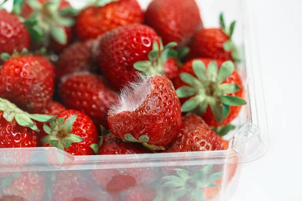 Closeup Macro Shot Image Rotten Strawberry White Large Mold Placed — Stock Photo, Image