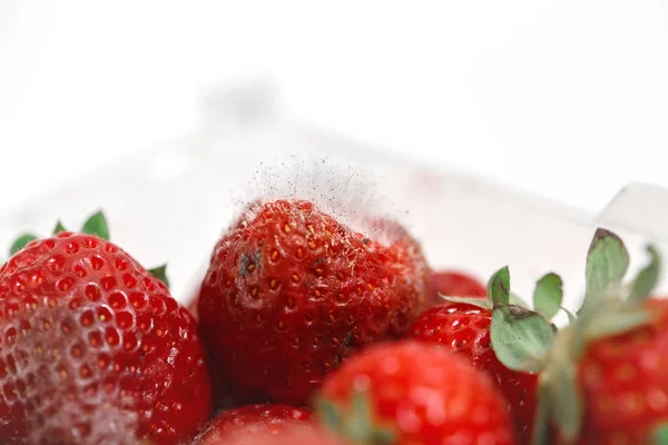 Closeup Macro Shot Image Rotten Strawberry White Large Mold Placed — Stock Photo, Image