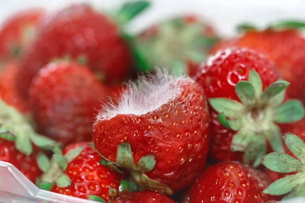 Closeup Macro Shot Image Rotten Strawberry White Large Mold Placed — Stock Photo, Image