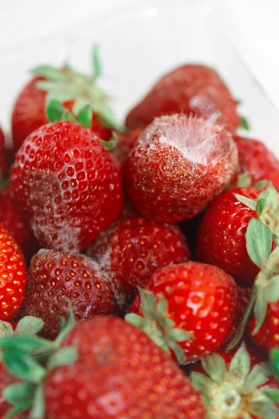 Nahaufnahme Makroaufnahme Bild Von Faulen Erdbeeren Mit Weißen Großen Schimmel — Stockfoto