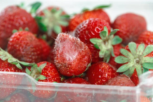 在塑料盒容器中放置白色大模具的腐烂草莓特写镜头图像 — 图库照片
