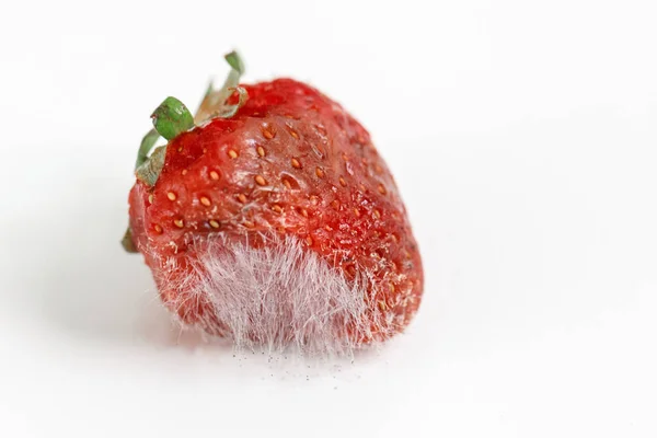 Nahaufnahme Makroaufnahme Bild Der Faulen Erdbeere Mit Großen Schimmel Isoliert — Stockfoto
