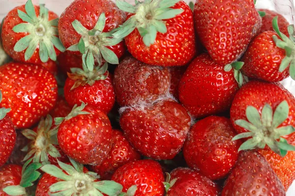 Nahaufnahme Makroaufnahme Bild Von Faulen Erdbeeren Mit Weißem Großen Schimmel — Stockfoto