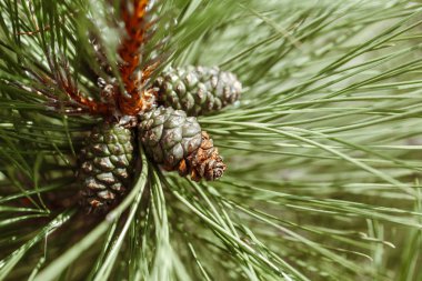 Uzun iğneler ve kozalaklar orman ahşap ile makro closeup yeşil çam ağacının dalları. Retro vintage film filtreleriyle tonda. 