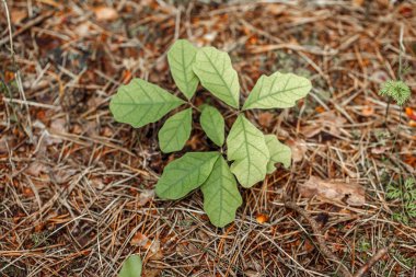 Küçük genç meşe ağacı filiz kuru yaşlı çam ağacının iğneleri ile sonbahar arka plan üzerinde renkli yeşil yaprakları ile güzel makro. Sonbahar sezonu kavramı. Yukarıdaki üstten görüntülemek.