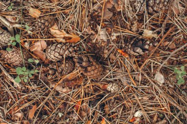 Renkli sarı kırmızı kuru yapraklar ve arka plan üzerinde eski çam ağacı iğne ile sonbahar pinecones güzel makro. Sonbahar sezonu kavramı. Retro filtre ile film tonda görünümünden üst yukarıdaki soluk.