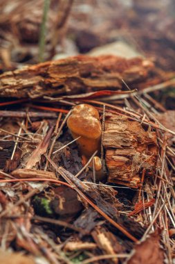 Güzel küçük kırmızı sarı mantar sonbahar orman çim moss makro. Üstten Yukarıdaki görüntüleyin. Ahşap mantar çörek. Güneşli bir günde ülkenin kırsal vardır. 