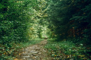 Güzel yaz park orman. Fantezi manzara çalılar ve yeşil bitki örtüsü ile yaprak. Peri güzel yolu yolu açık havada ağaçların arasında.