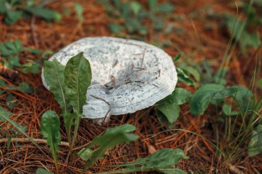 Güzel küçük kırmızı sarı mushroomblue safran kap makro, sonbahar ormandaki Indigo Tirmit moss çimen. Üstten Yukarıdaki görüntüleyin. Ahşap mantar çörek. Güneşli bir günde ülkenin kırsal vardır. 