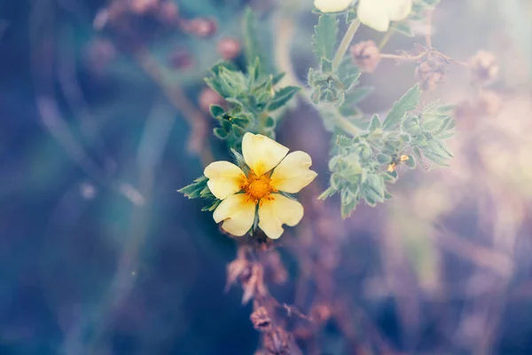 Macro Bella Foresta Romantica Sognante Magico Fiore Giallo Con Sfondo — Foto Stock