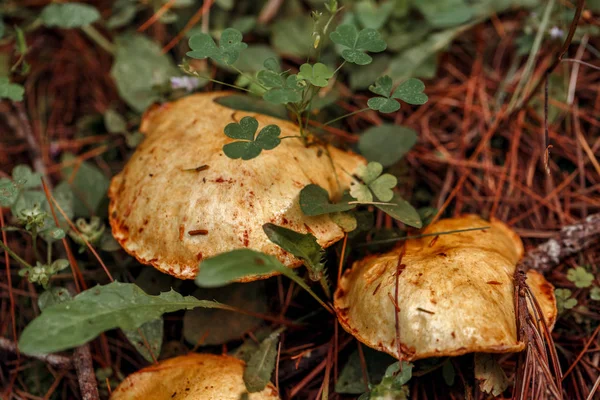 Güzel Küçük Kırmızı Sarı Mantar Sonbahar Orman Çim Moss Makro — Stok fotoğraf