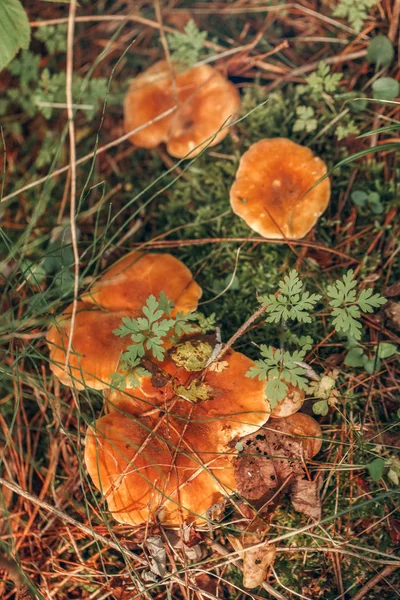 Makro Sonbahar Orman Çim Moss Güzel Küçük Kırmızı Yellowhedgehog Mantar — Stok fotoğraf