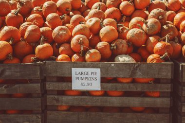 Taze hasat sarı turuncu kabak çiftlik mevsimlik pazarında Satılık Ahşap kutusunda. Ham organik doğal doku arka plan. Cadılar Bayramı ve Şükran kavramı.