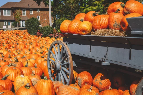 Verse Oogst Geel Oranje Pompoenen Houten Retro Vintage Boerderij Kar — Stockfoto