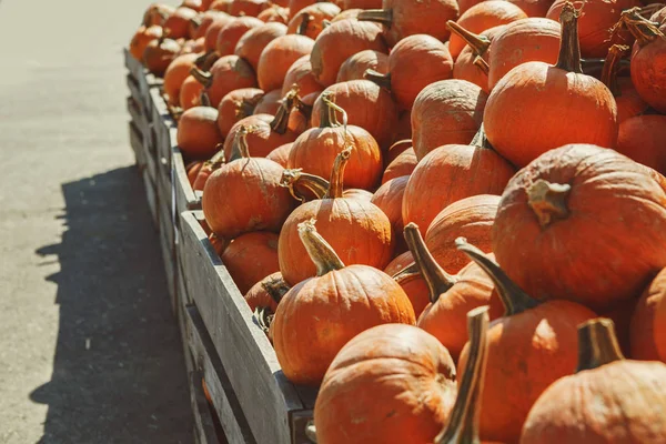 Colheita Fresca Abóboras Laranja Amarelas Caixa Madeira Para Venda Mercado — Fotografia de Stock