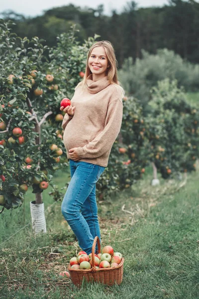 Happy healthy pregnancy. Portrait of pregnant young blonde Caucasian woman on apple farm with wicker basket. Beautiful expecting mom lady in sweater and jeans eating fruit