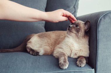 Koltuk kanepe üzerinde yalan huysuz mutsuz colorpoint mavi gözlü kedi. Mavi gözlü kabarık yerli pet dokunmadan sevişme sahibi. Sevimli kedi yavru kedi adam eliyle felç geçirdi. Kişi stres kolaylaştırır