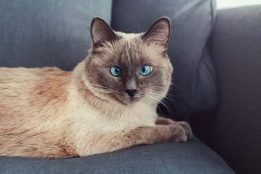 Koltuk kanepe kamera seyir yalan güzel colorpoint mavi gözlü kedi. Kabarık tüylü aile içi ile evde beslenen hayvan mavi gözleri kapalı evde rahatlatıcı. Şaşı gözlü sevimli tüylü hayvan