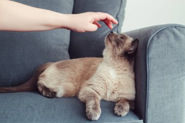 Koltuk kanepe üzerinde yalan güzel colorpoint mavi gözlü kedi. Kabarık tüylü yerli pet mavi gözlü dokunmadan sevişme sahibi. Sevimli sevimli kedi yavru kedi adam eliyle felç geçirdi. Kişi stres kolaylaştırır