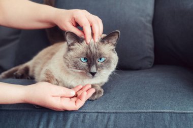 Kedi kuru gıda granülleri ile onun el palm besleyen hayvan sahibi. Güzel colorpoint yerli kedi hayvan kedi mavi gözlü koltuk kanepe üzerinde yalan.