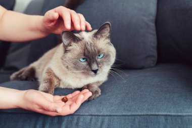 Kedi kuru gıda granülleri ile onun el palm besleyen hayvan sahibi. Güzel colorpoint yerli kedi hayvan kedi mavi gözlü koltuk kanepe üzerinde yalan.